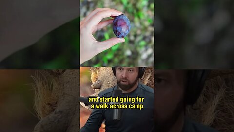 Hilarious Warthog Chase on Safari in Zimbabwe - A Funny Story by Forrest Galante - Joe Rogan