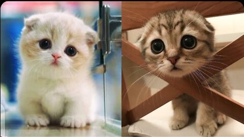 Baby Cuts-Cute and funny cat videos compilation