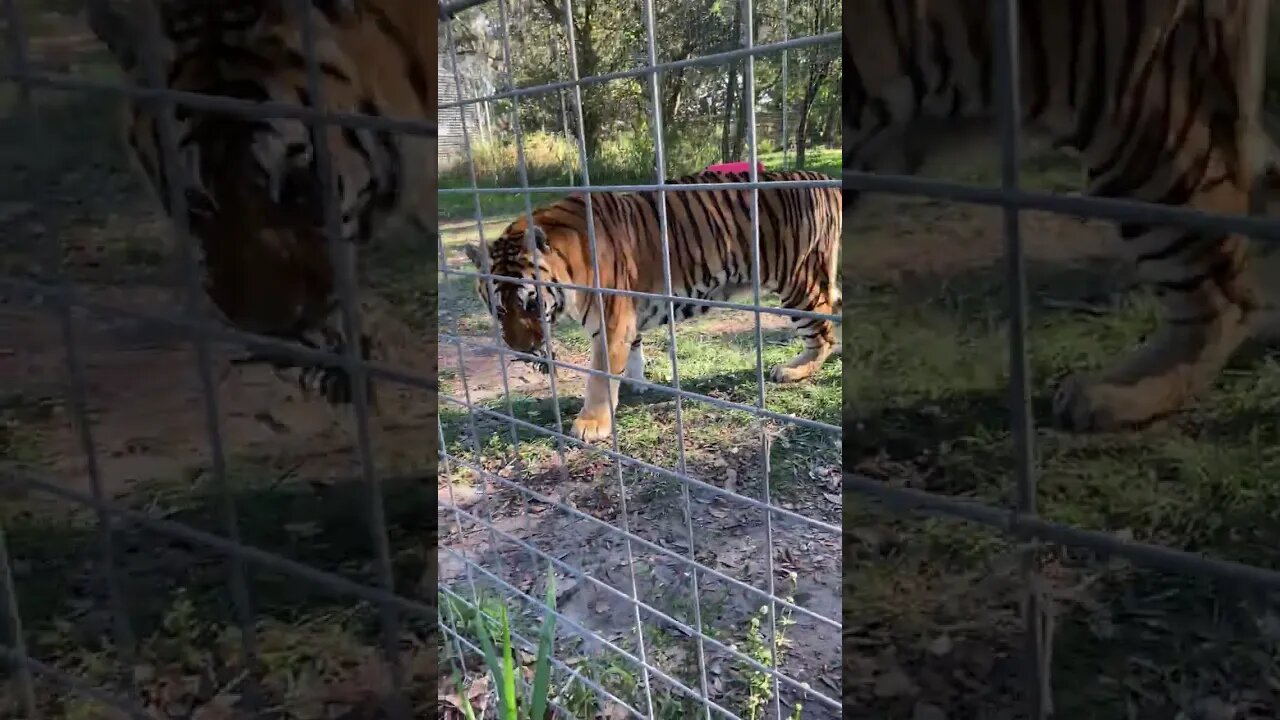 Kali Tiger Proudly Strutting Her Stuff Showing off the Pineapple Keeper Sarah Gave Her