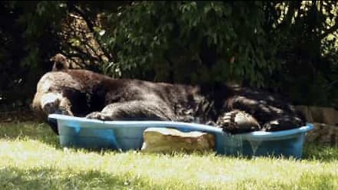 Un énorme ours s'installe dans une petite piscine d'enfant