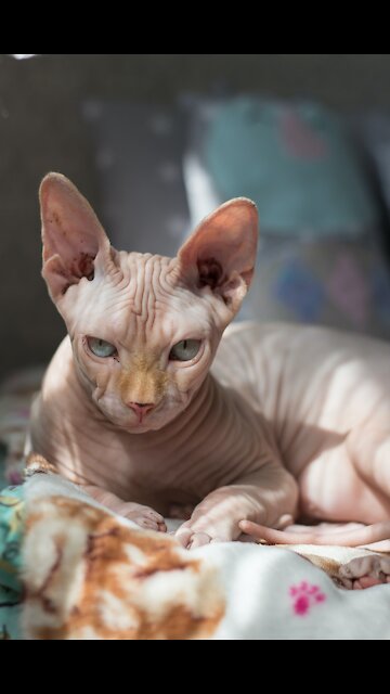 Cat Going To Go For The Sneak Attack #shorts