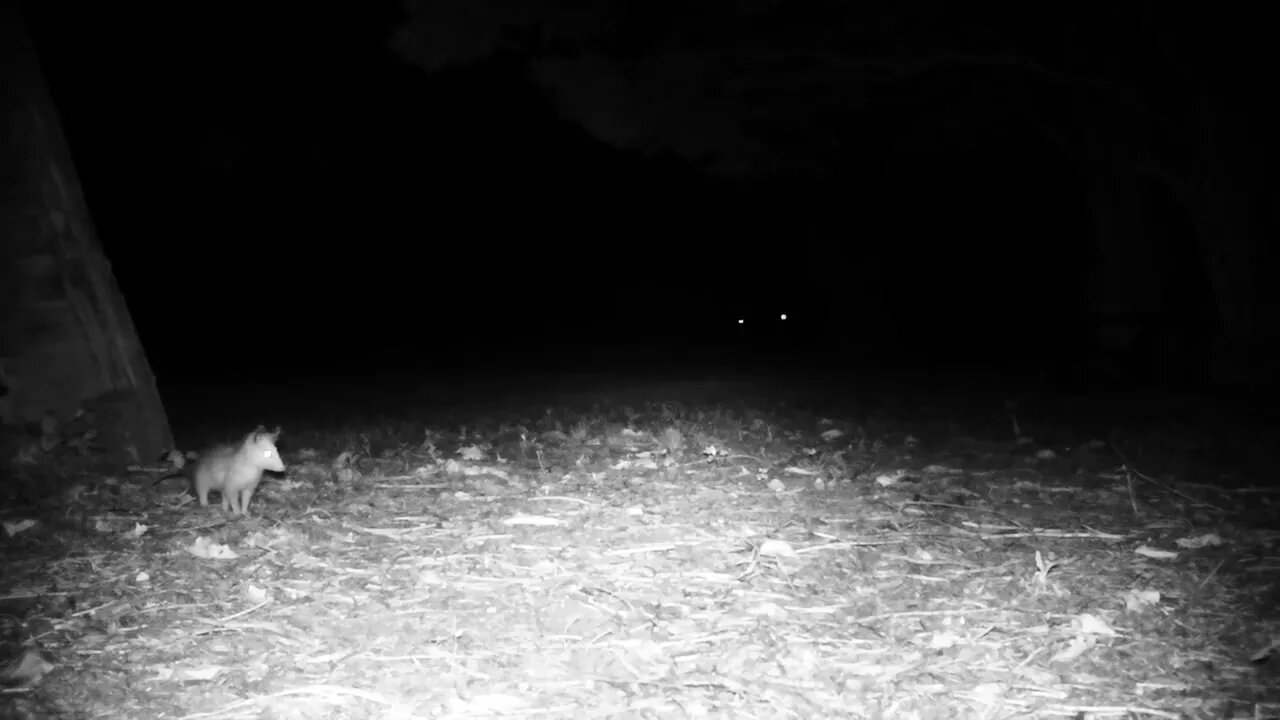 baby Opossum hears something