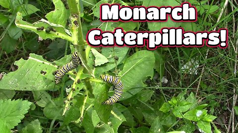 The Monarch Caterpillars Are Growing! 🦋