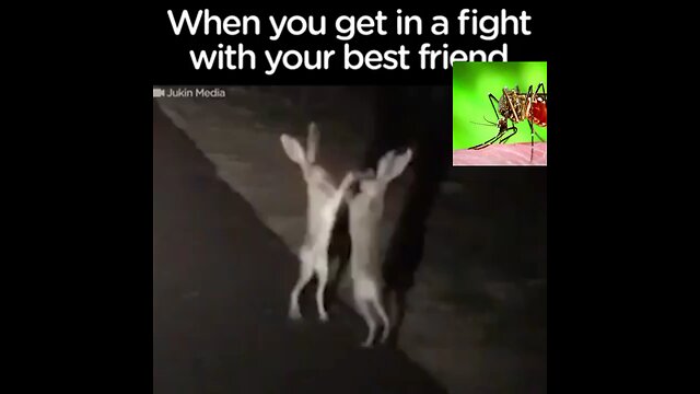 Rabbits Fight In The Cutest Wayanimal video, animals, the dodo, rabbits, meme