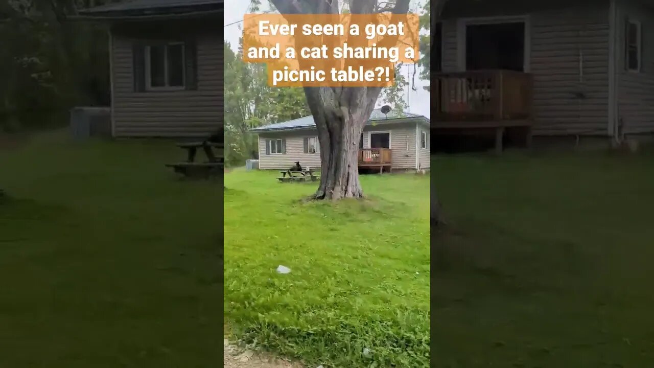 Goat and a cat sharing a picnic table. Wierd stuf