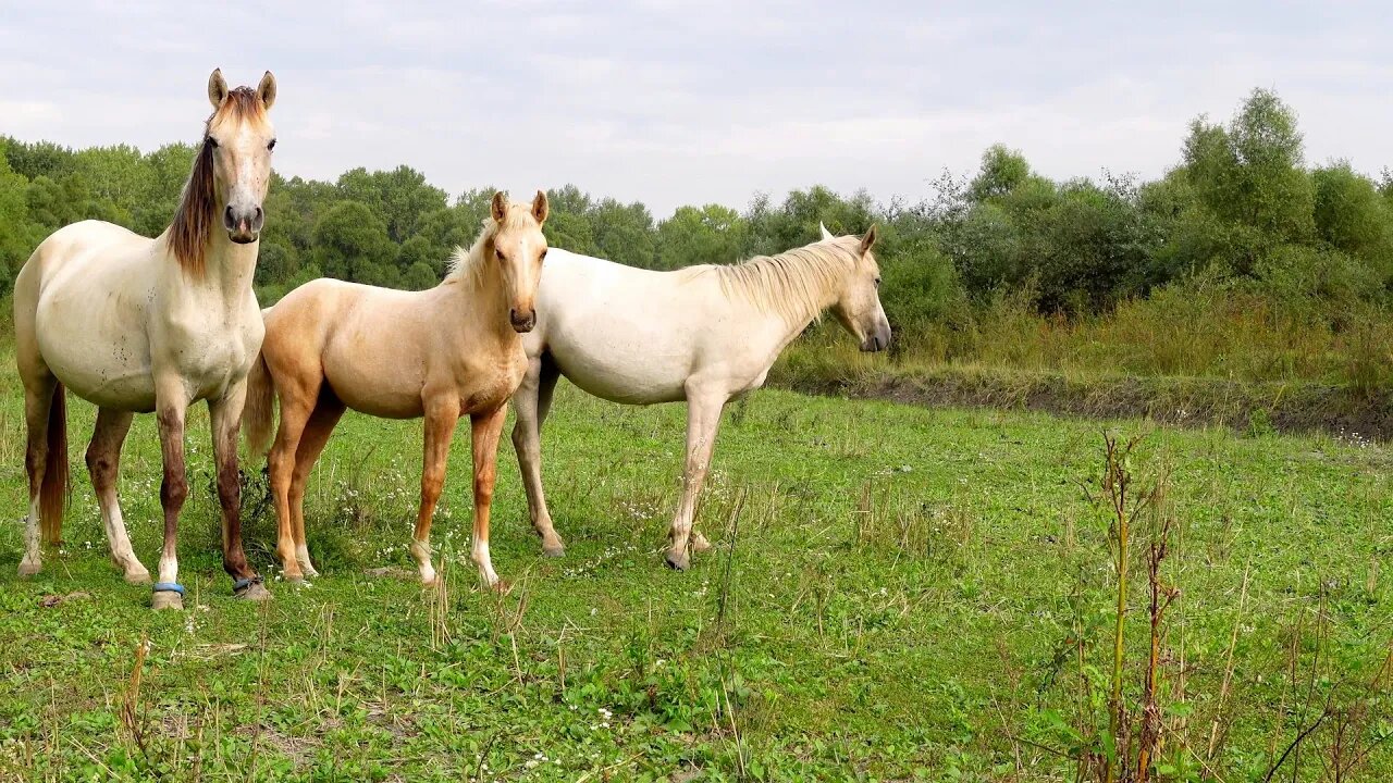 Жеребенок белой лошади встретил в лесу