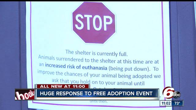 IACS overcapacity, animals at ‘increased risk of euthanasia’ until more are adopted