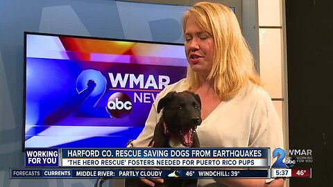 Harford County rescue saving dogs from earthquakes