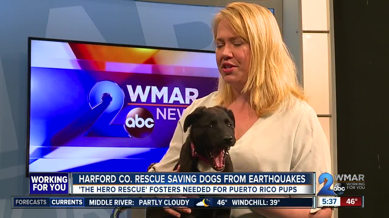 Harford County rescue saving dogs from earthquakes