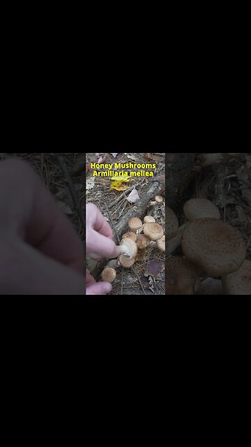 Wild Popcorn Shrimp Mushroom?