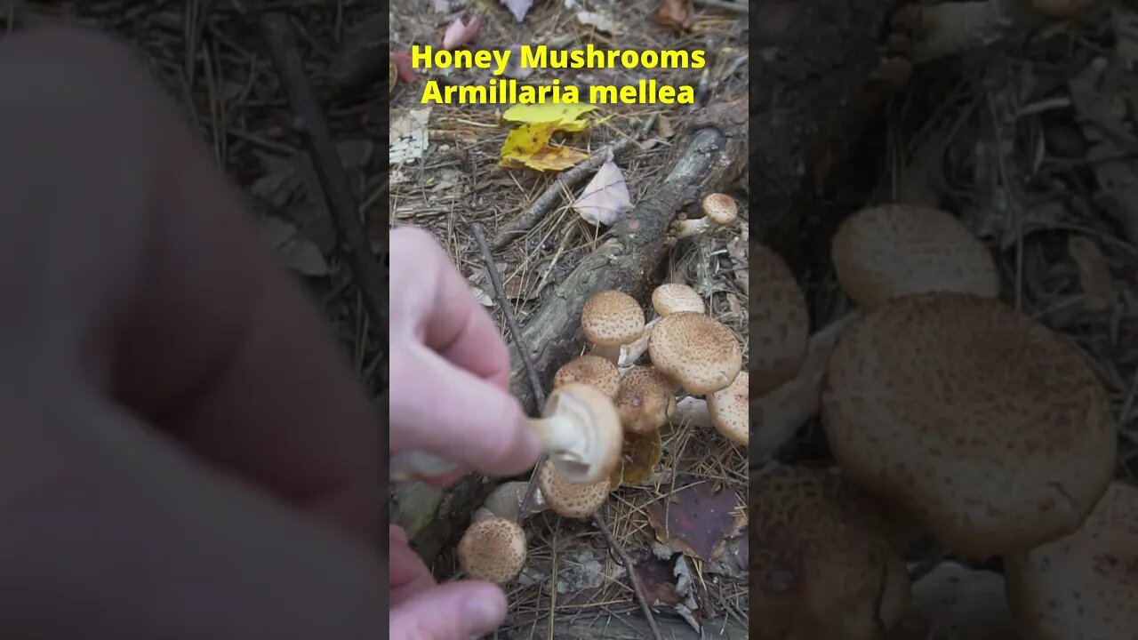 Wild Popcorn Shrimp Mushroom?