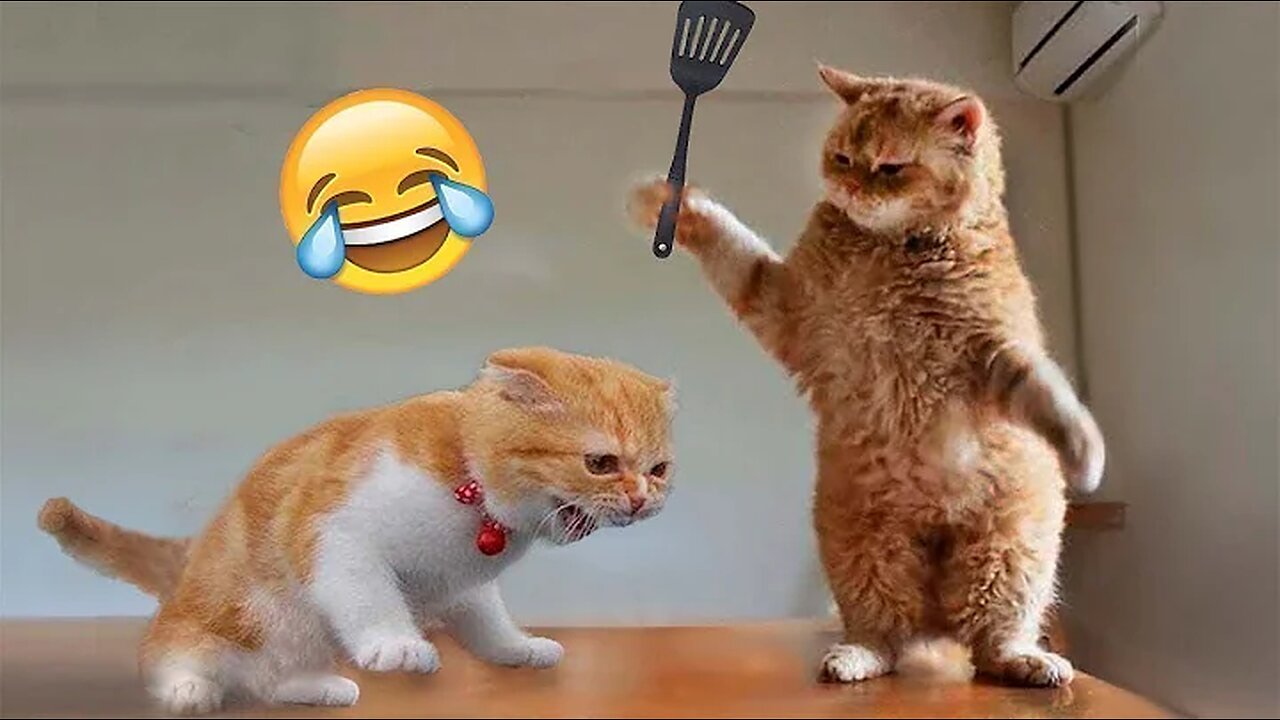 Funniest Animals 2023 😂 New Funny Cats and Dogs Videos 😻🐶