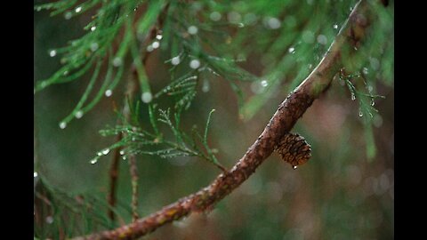 Rainy Day in the Woods