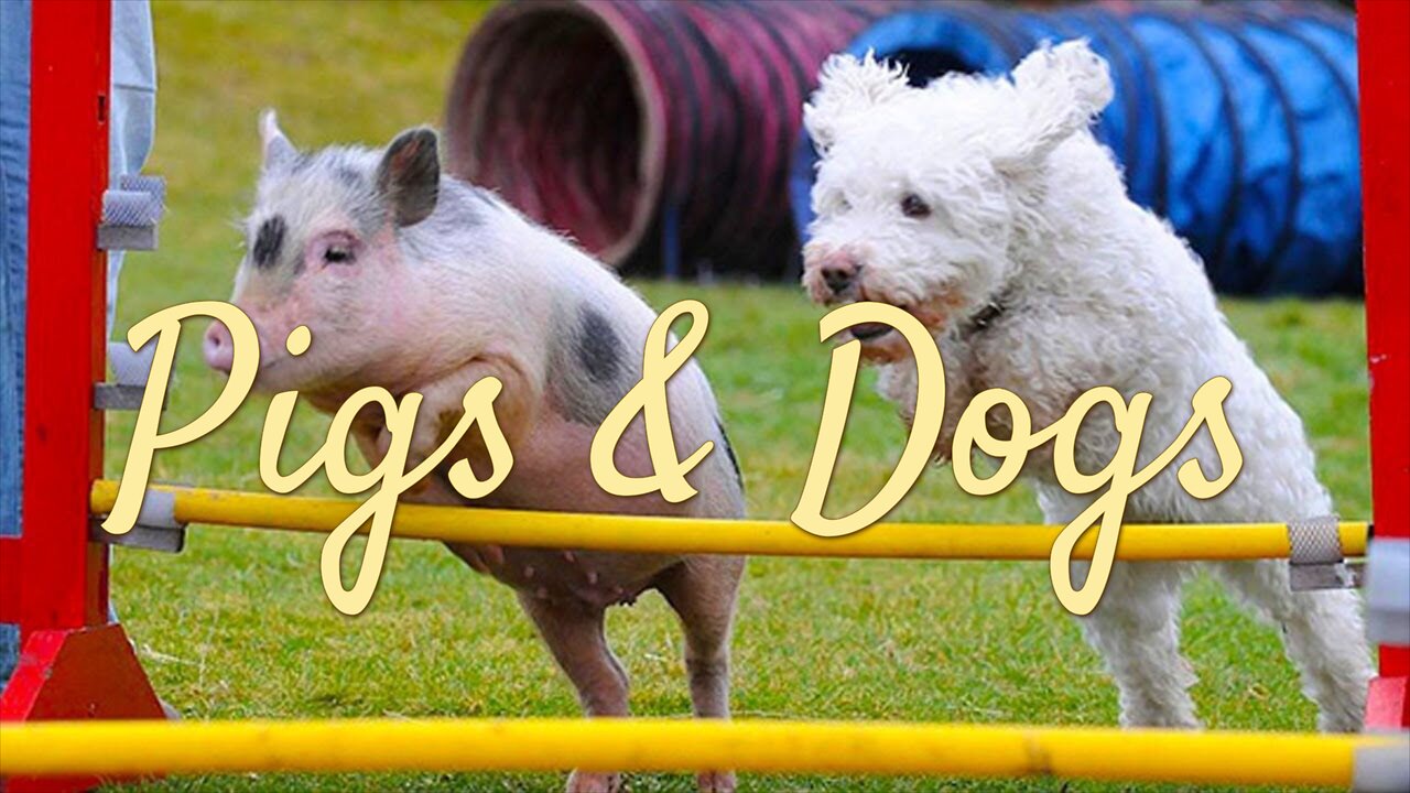 Pigs & Dogs