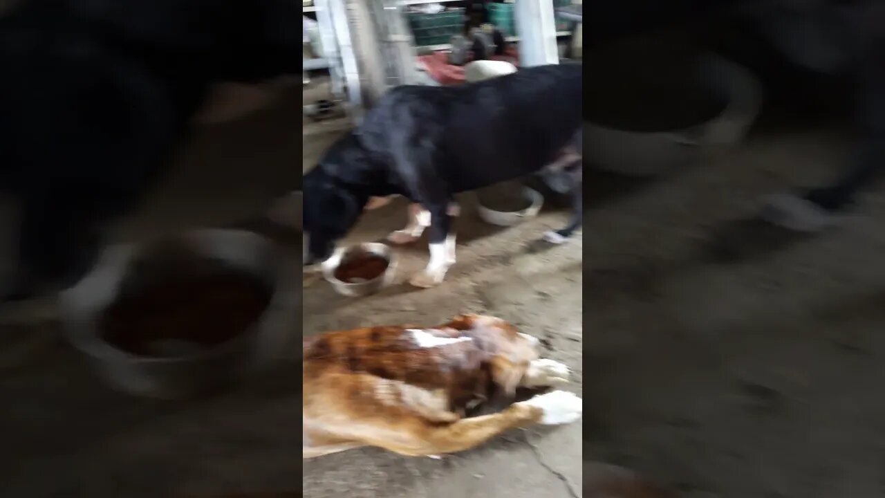 The Pack Hanging Out