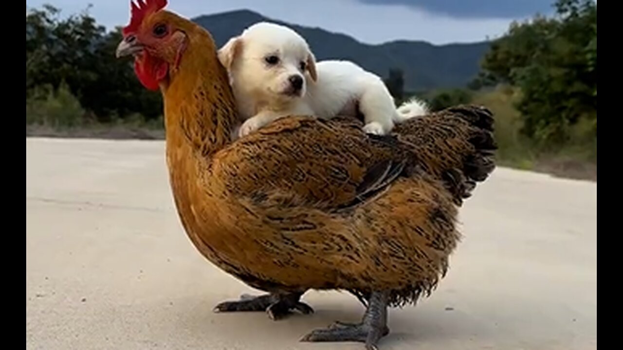 Cute Dog Animals Videos Cute Moment of The Animals - Cutest Animals On Earth # 1