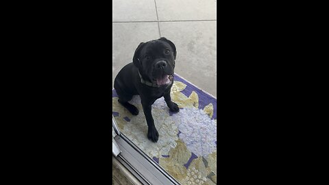 Using a Belgian Malanois to distract a Cane Corso puppy at the end of the training session