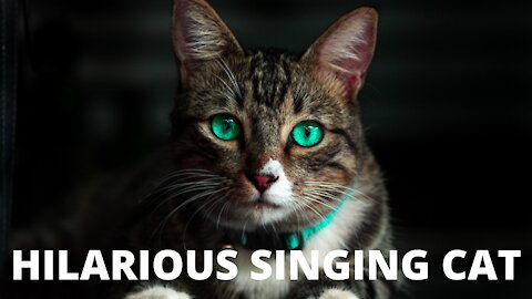 This Singing cat is hilarious.