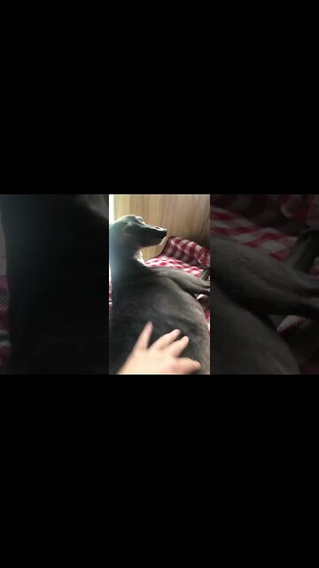 Elsa barking for pats 🥰😍