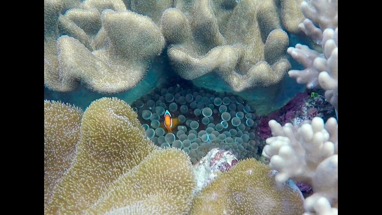 Snorkeling in Okinawa, Japan