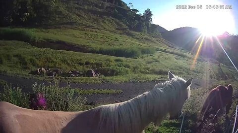 Horses in the morning