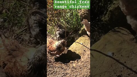 Healthy free range chickens