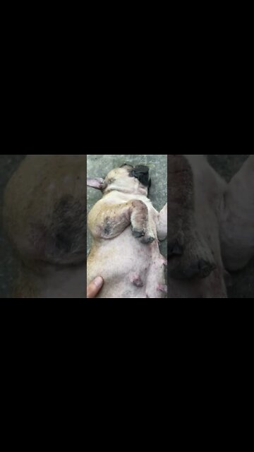 The life of the seriously ill dog I rescued from death