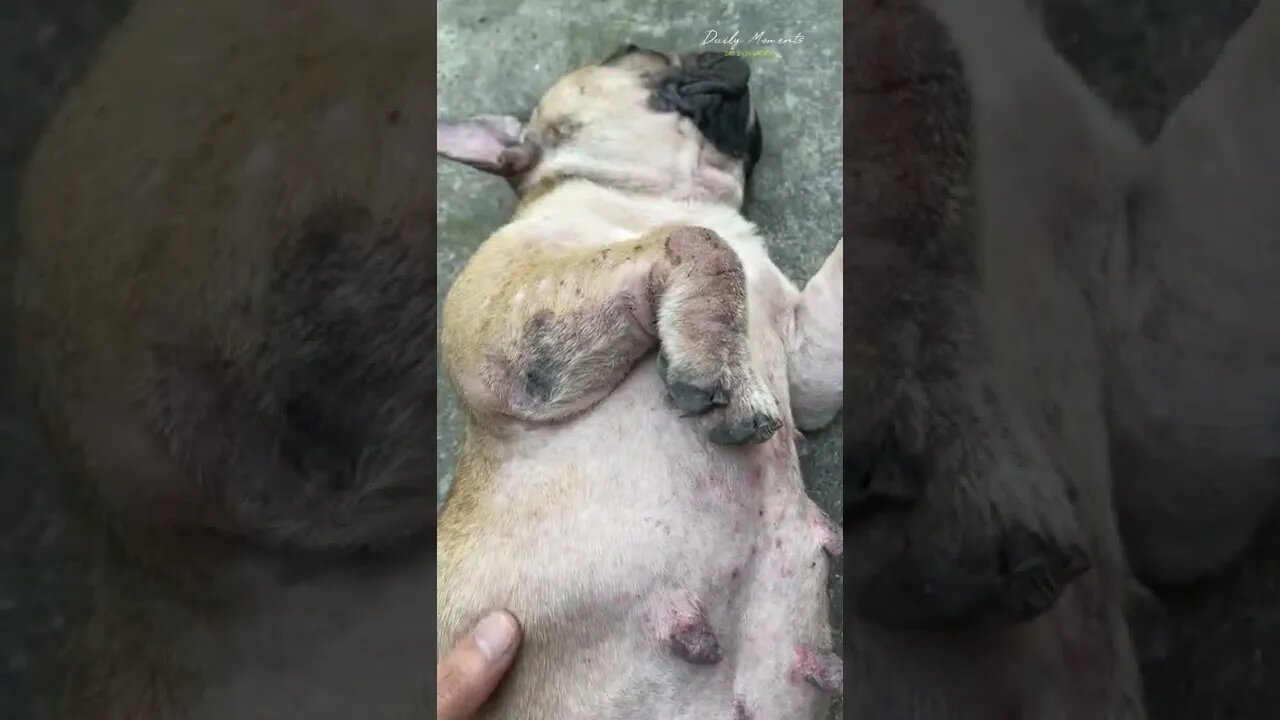 The life of the seriously ill dog I rescued from death