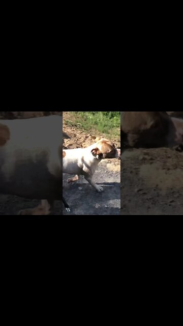 Large pit bull mastiff type finds his long lost toy 🧸