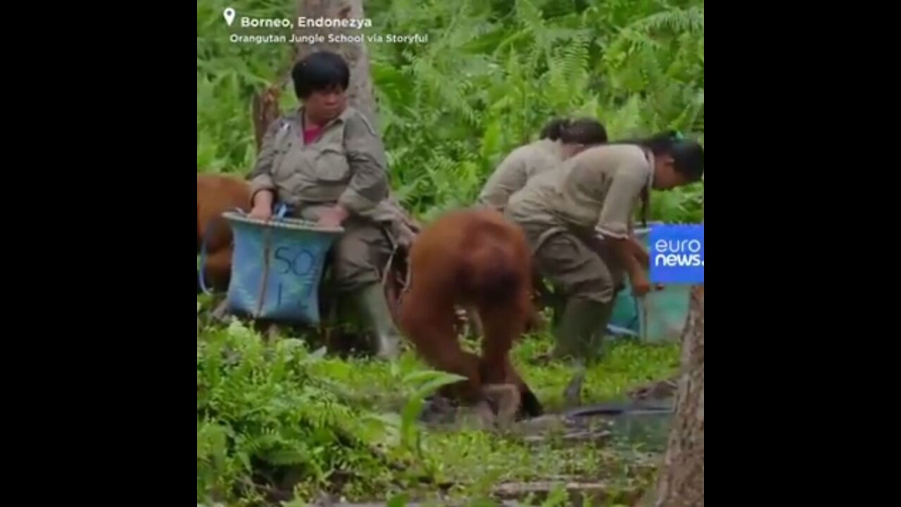 Watch: An orangutan shows human the way how to wash hands in time of coronavirus