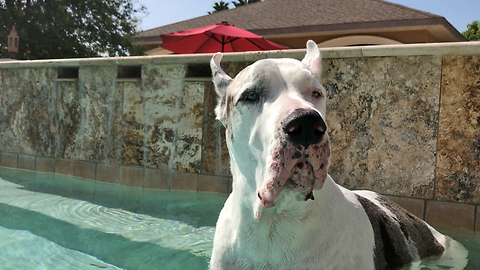 Funny Great Dane Makes the Oddest Sounds