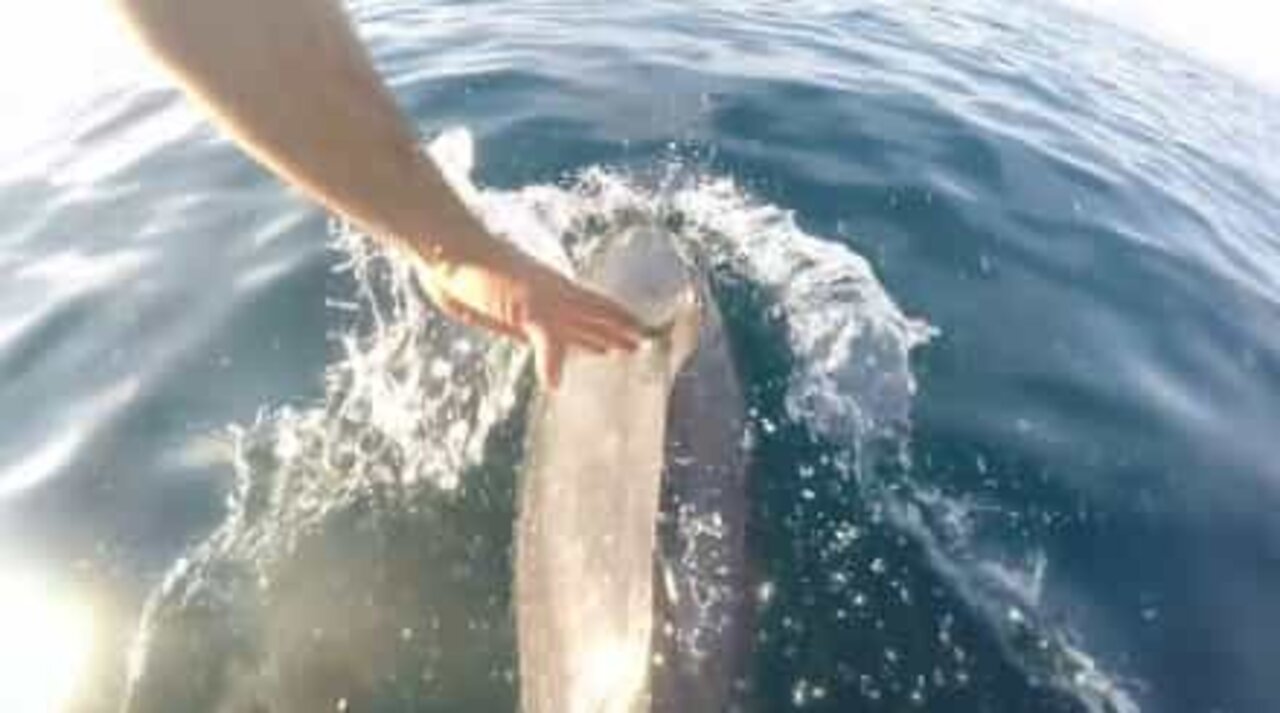 Dolphin greets man while swimming alongside boat