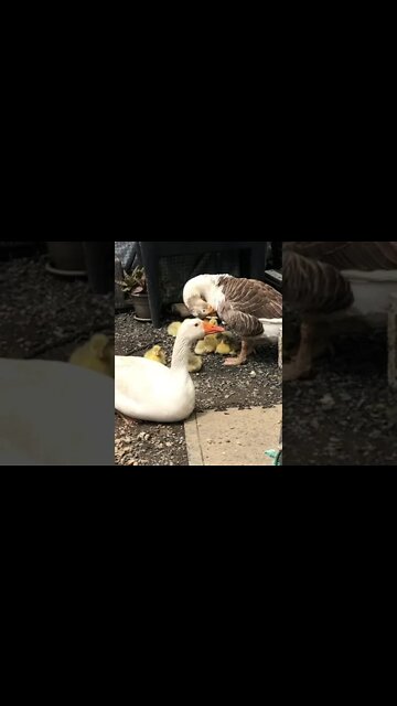 Geese and their goslings