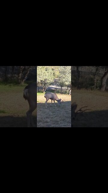 last of the deer shorts