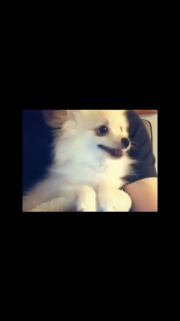 Watch This Dog Do the Funniest Thing Ever!