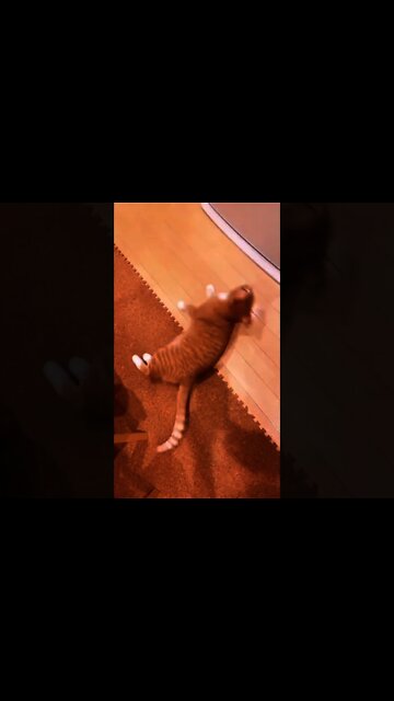 Funny cat video #shorts