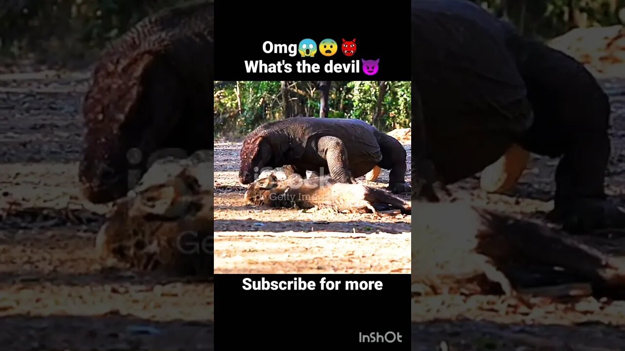 Omg 😱👹whats the devil 😈😨 #animals #omg #ua58sb