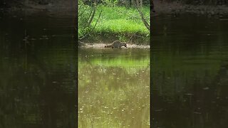 Raccon don't care... racoon don't give a F!!
