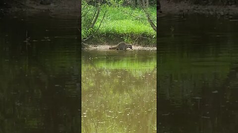 Raccon don't care... racoon don't give a F!!