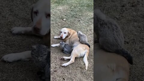 So Much Cuteness