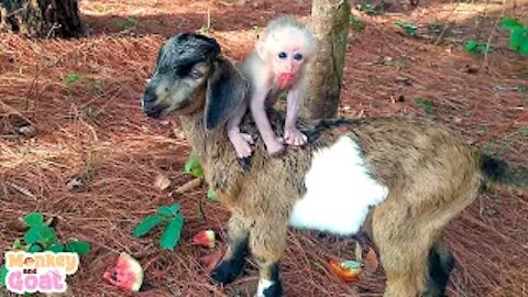 Goat takes baby monkey to find food