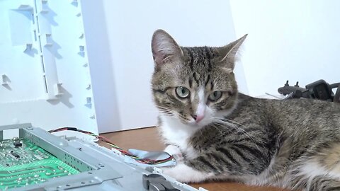 Helpful Cat Assists with a Monitor Repair