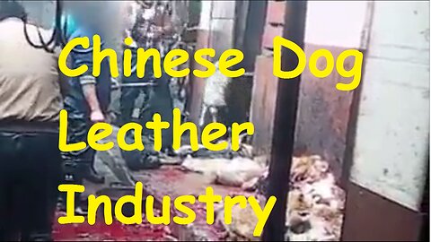 Chinese Dog Leather Industry Very Dangerous video