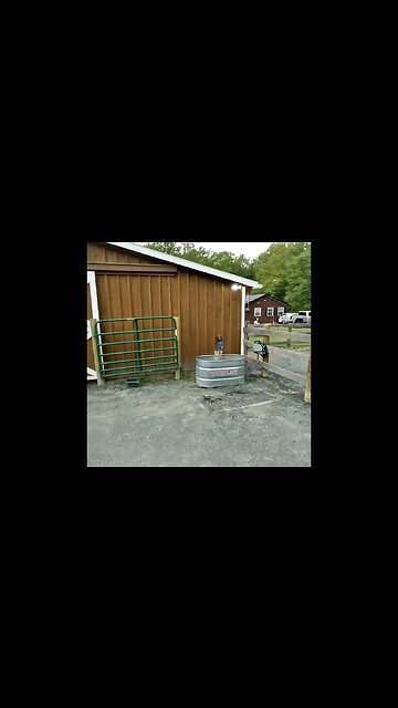 Water trough surprise