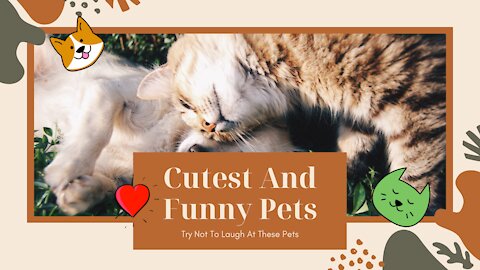 💗Cutest Lands Compilation | Cutest And Funny Pets | Try Not To Laugh At These Pets💗