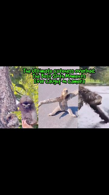 The Ultimate Cuteness Overload: The Best Sloth Moments Ever Caught on Camera