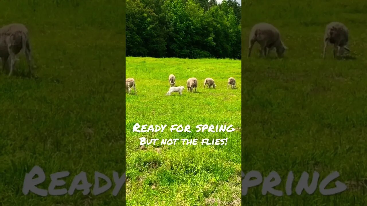 Sheep Ready for Spring