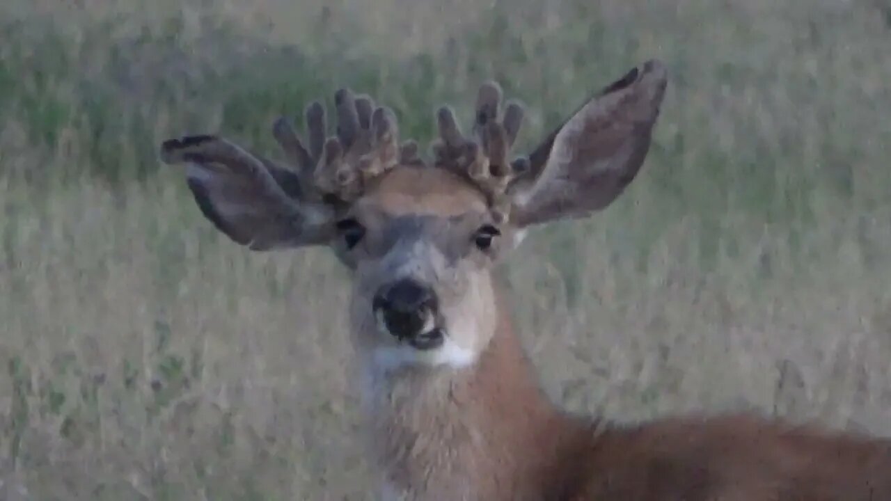 YIKES! MULE DEER BUCK. . .WHAT HAPPENED!?