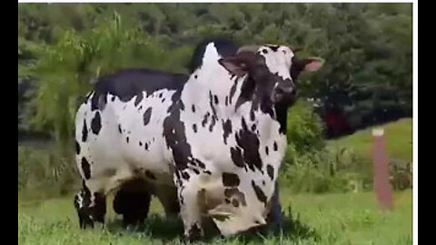 The largest types of cows in the world. أضخم انواع البقر في العالم