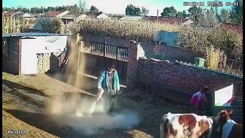 Kung Fu Cow!